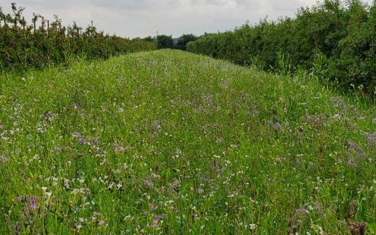 Obstanbau mit den naturgegebenen Kräften - Copyright: Brix Bargstedt